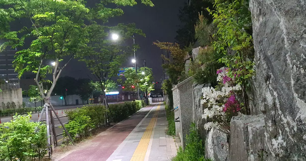 밤거리의 녹색 가로수