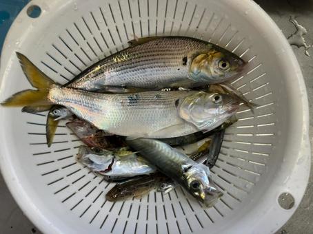 바구니 안 전어