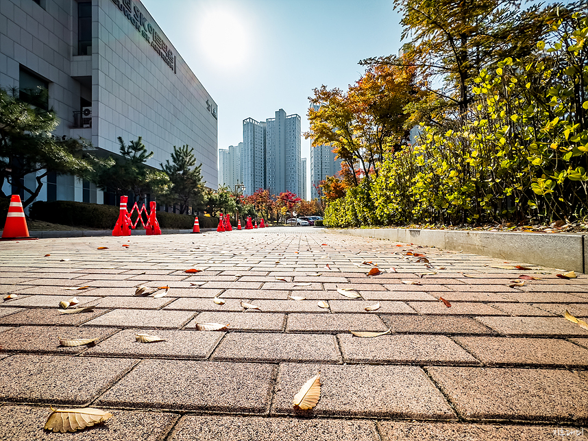 아이폰14 프로 스냅 단풍