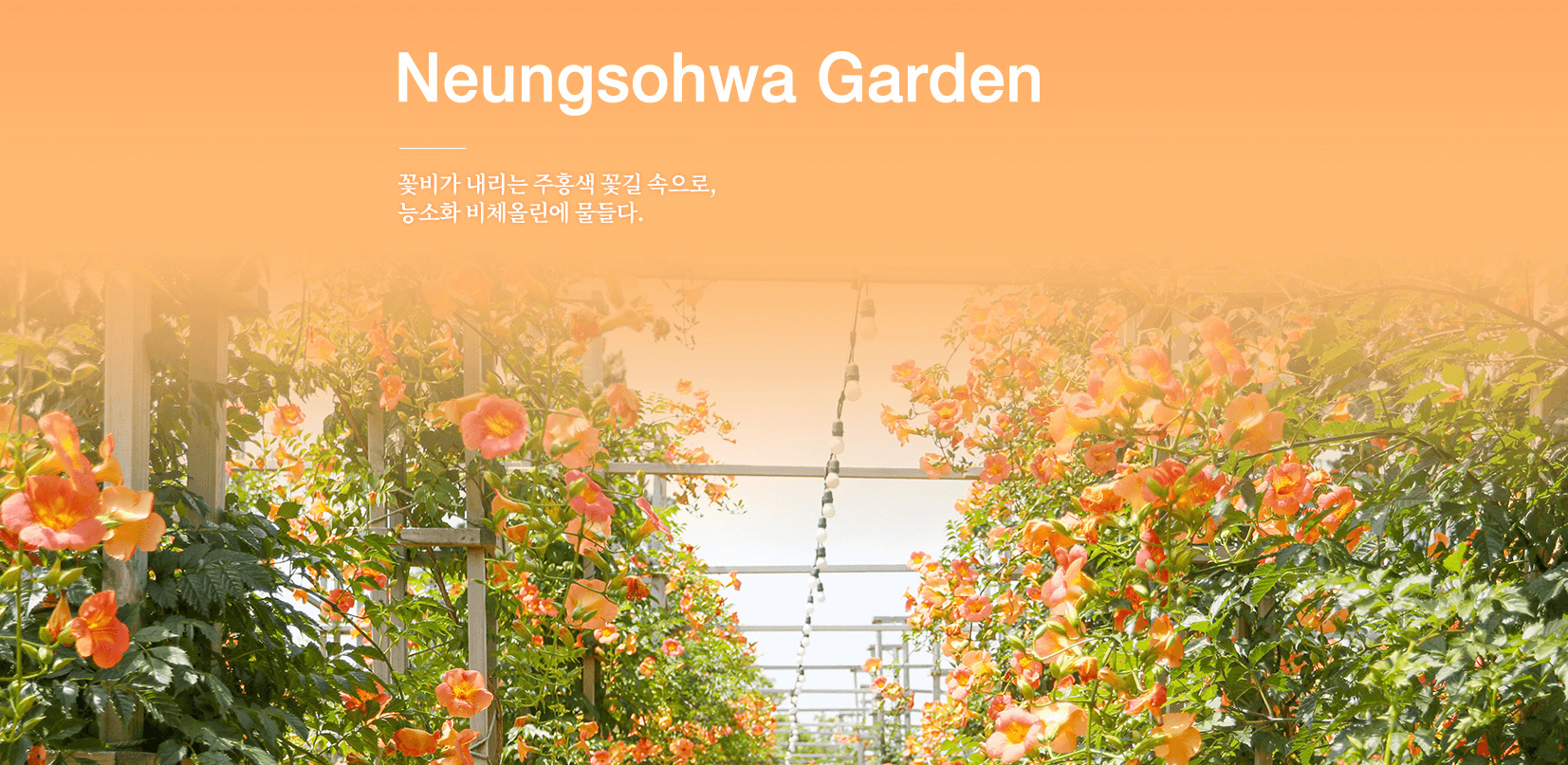 비체올린 능소화축제