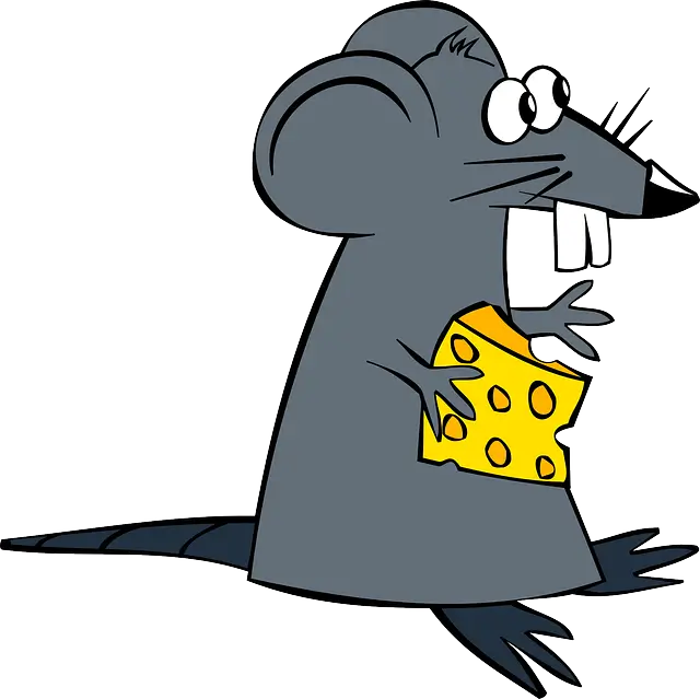 쥐이미지