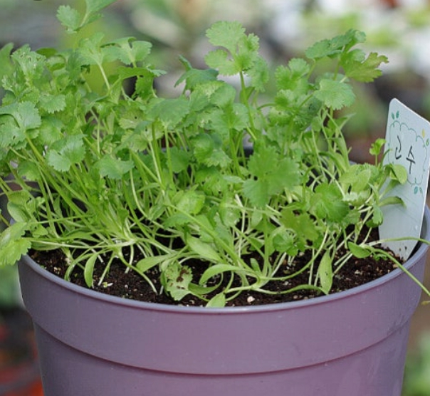 집에서 고수 키우기