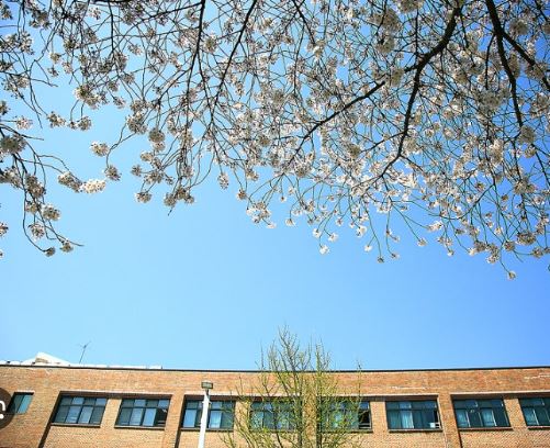 여주 벚꽃