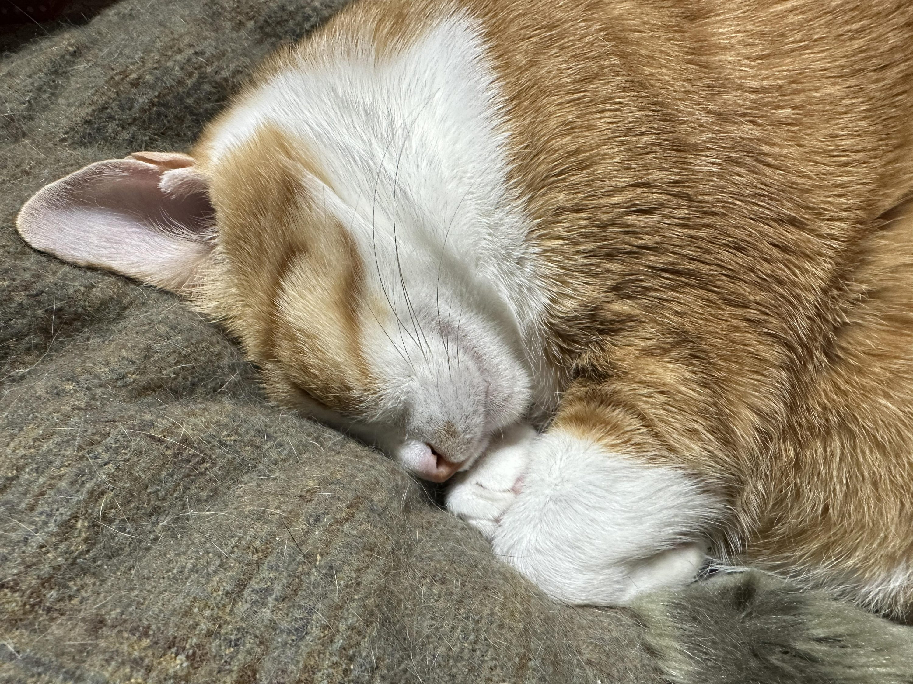 터래기방석 위치를 옮겼더니 고양이들이.. (feat. 방석에 폭 안겨 자는 치즈냥이 호야와 삼색이 다다)