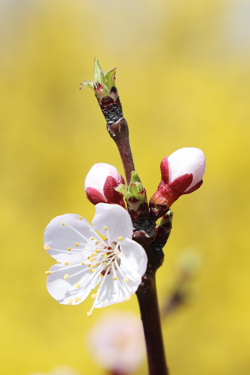 서울 벚꽃 명소