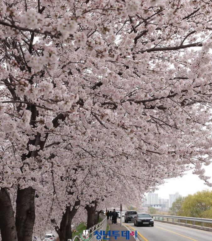 남대천 벚꽃길