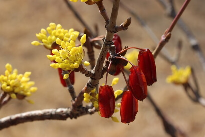 산수유 효능