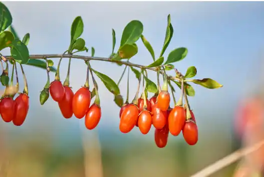 구기자 효능효과 및 먹는 방법