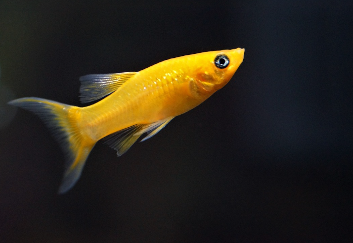 열대어가 점프하는 이유와 해결법