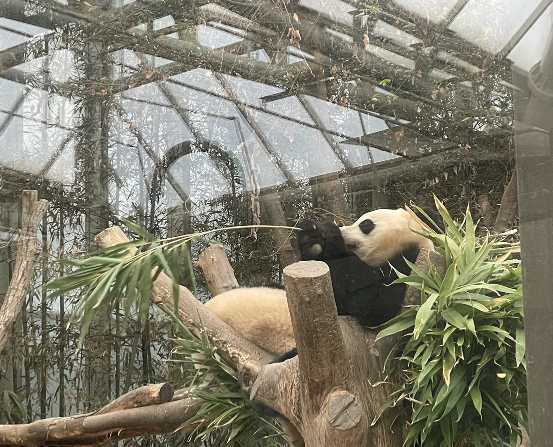 에버랜드 판다월드