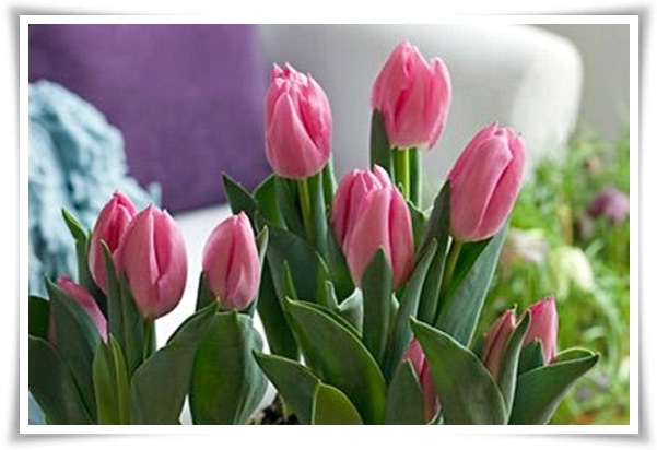 "튤립" 매력적인 봄의 대표적인 꽃, 튤립의 매력!