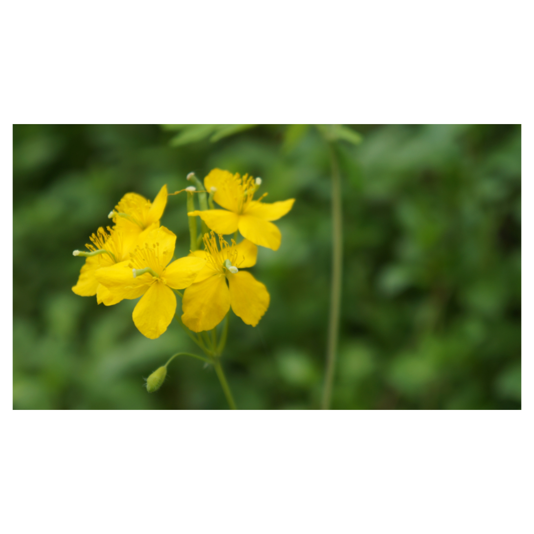 맥문동과 관련된 사진입니다.