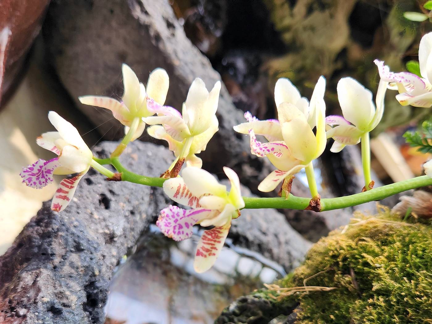 대엽풍란(나도풍란)