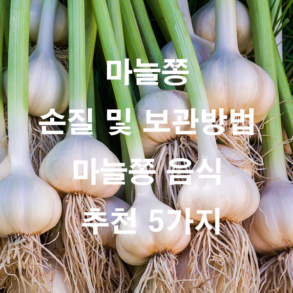 마늘쫑 손질 및 보관방법 마늘쫑 음식 추천 5가지