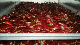 영양 고추 가격 시세 10근가격 현재 농산물 시세_10