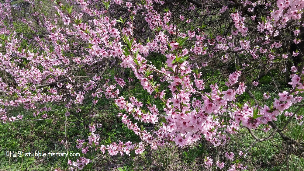 다른 방향에서 촬영한 개복숭아 꽃( 꽃이 많이 피어 있다)