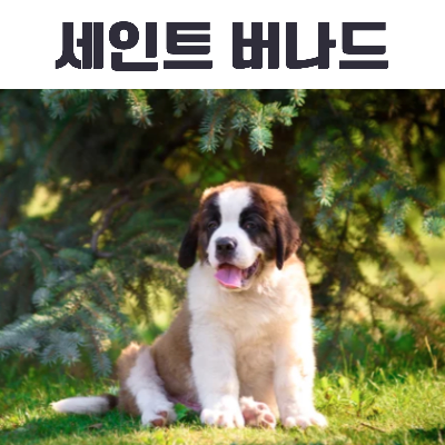 SAINT BERNARD