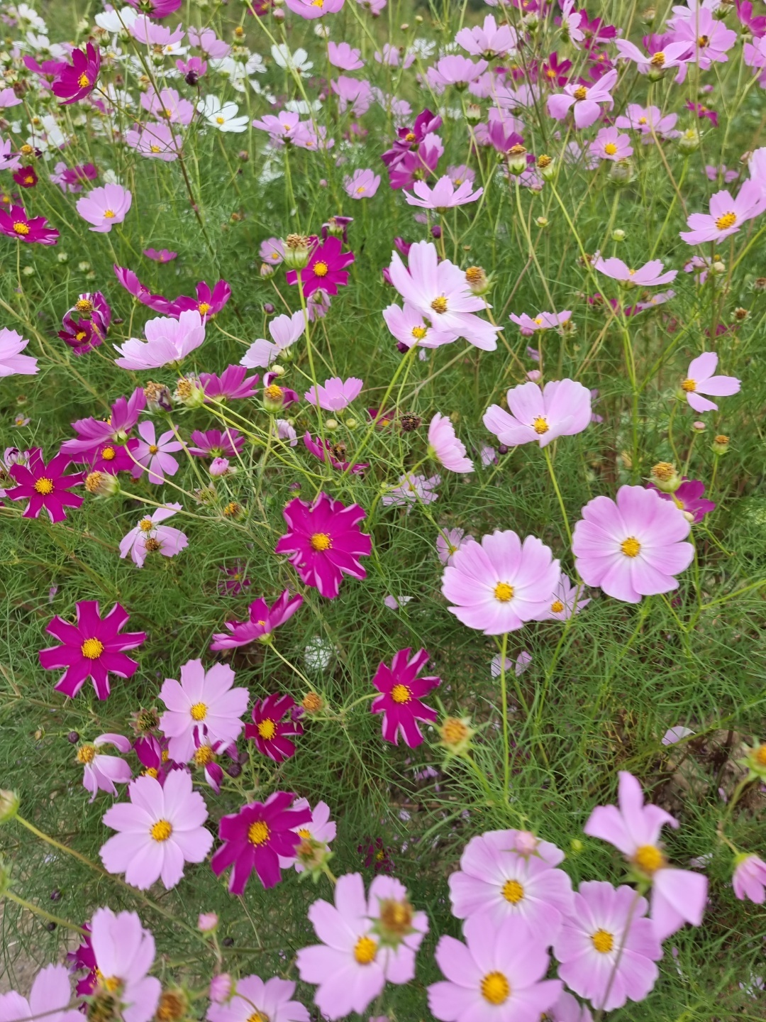 가덕 코스모스 (청주 코스모스길)