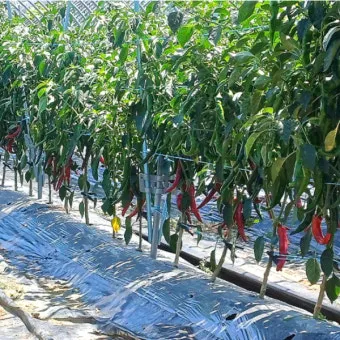 고추 재배 모종 고르기 지주 설치 시비 요령_13