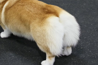 강아지 엉덩이