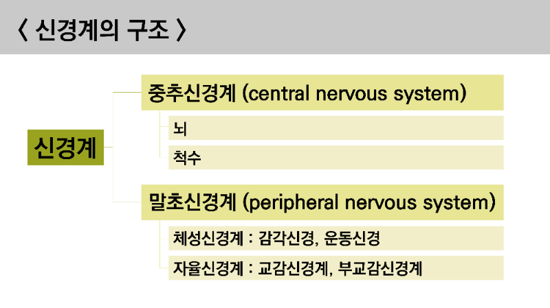 신경계의 구조