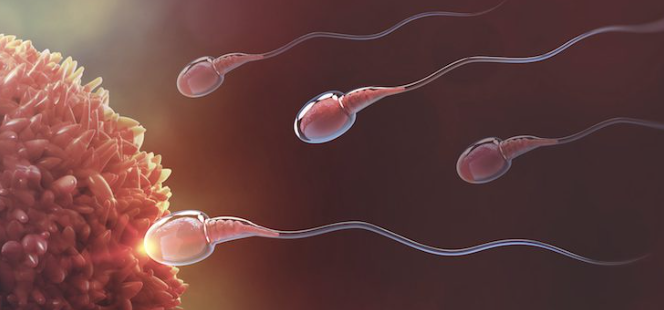 정자 건강 및 운동성