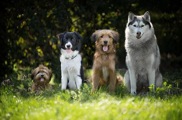 잔디밭 위에 왼쪽부터 소형견 1마리 중형견 2마리 대형견 1마리 총 4마리가 앉아있다.