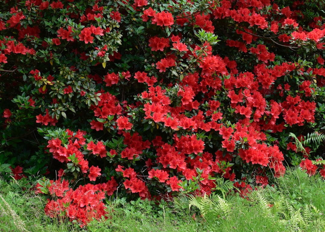Azalea