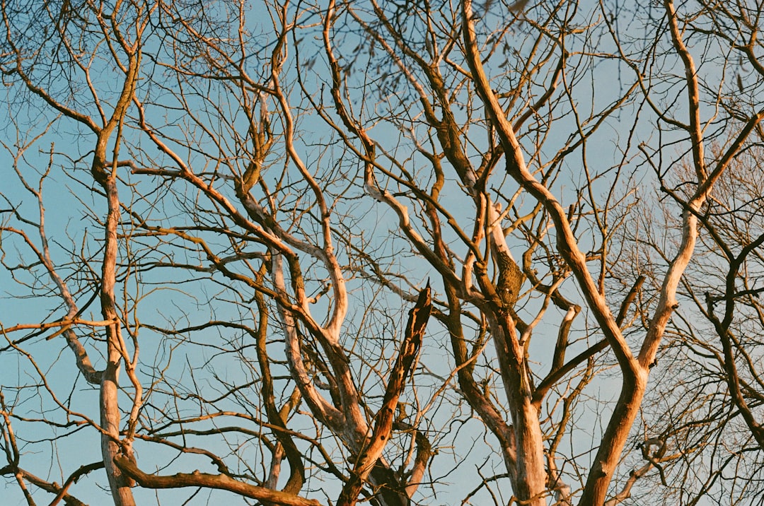 'Tree'