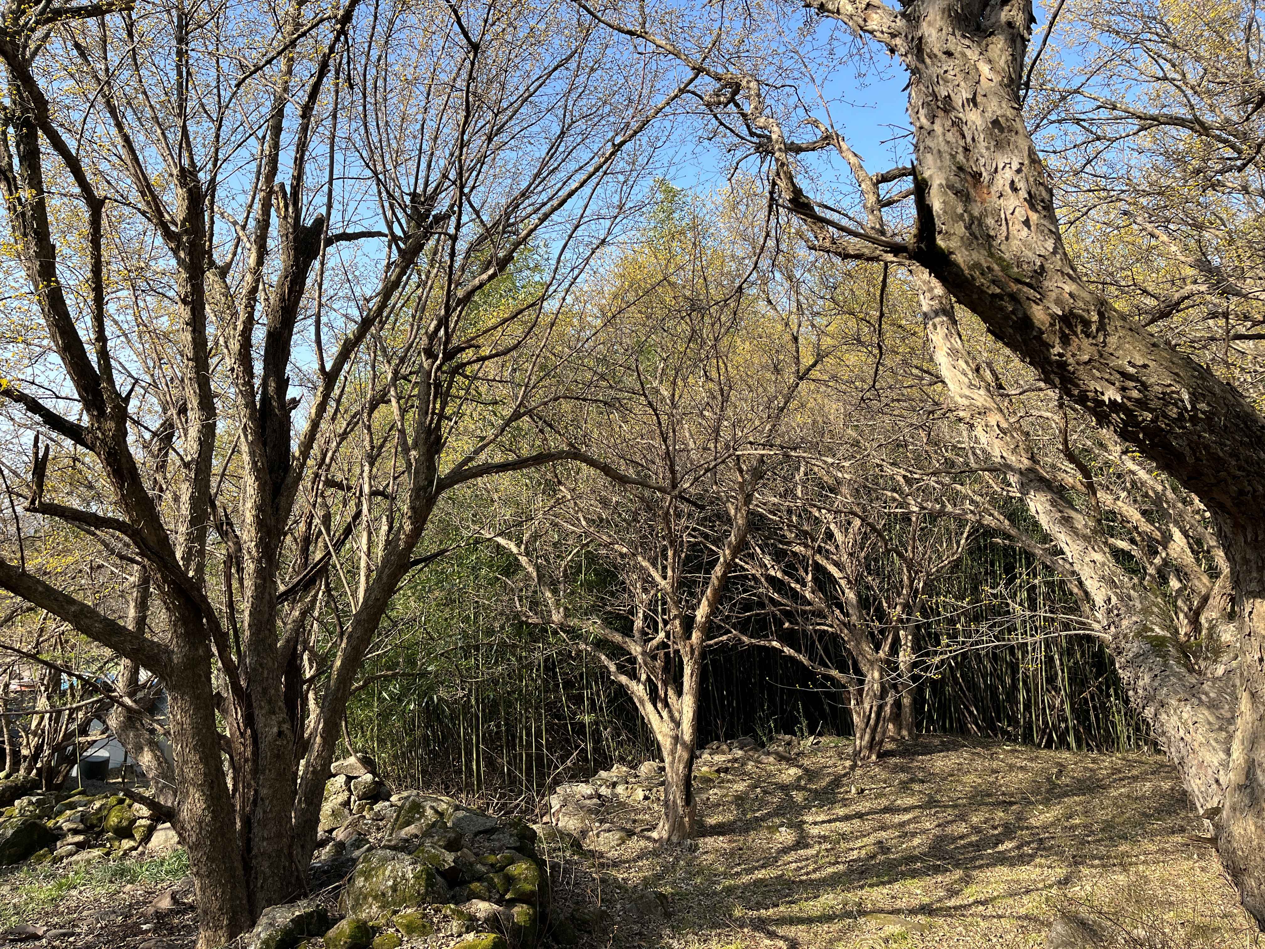 구례 산수유마을