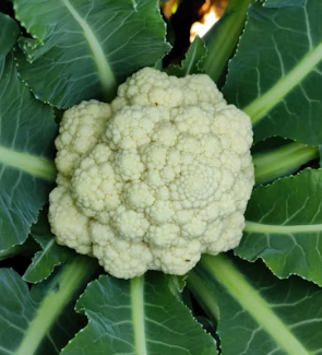 콜리플라워 효능 성분 먹는방법 부작용 고르는법