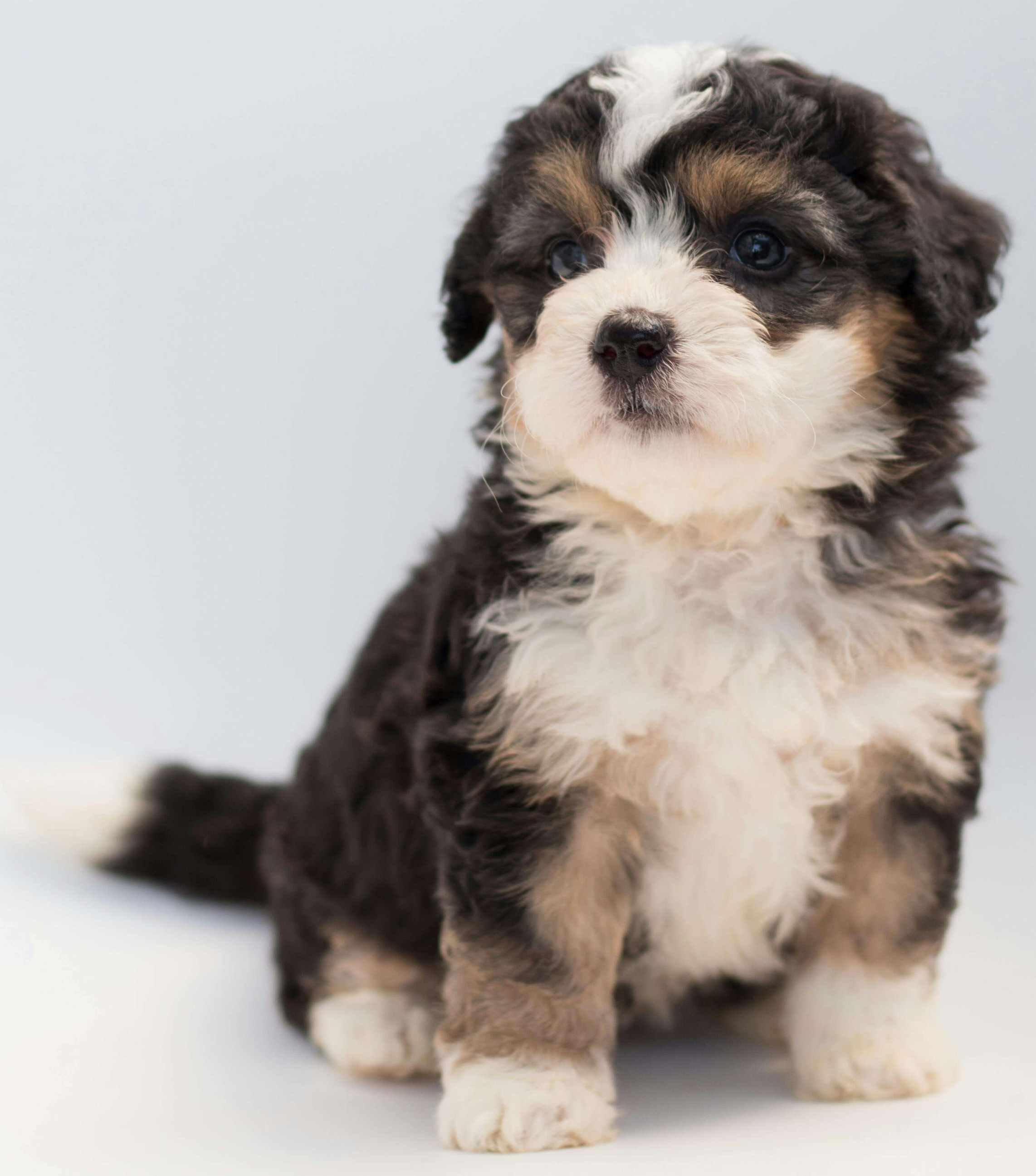 강아지가 우리 집에 처음 오는 날, 보호자가 먼저 준비해야 할 7가지 핵심 체크리스트