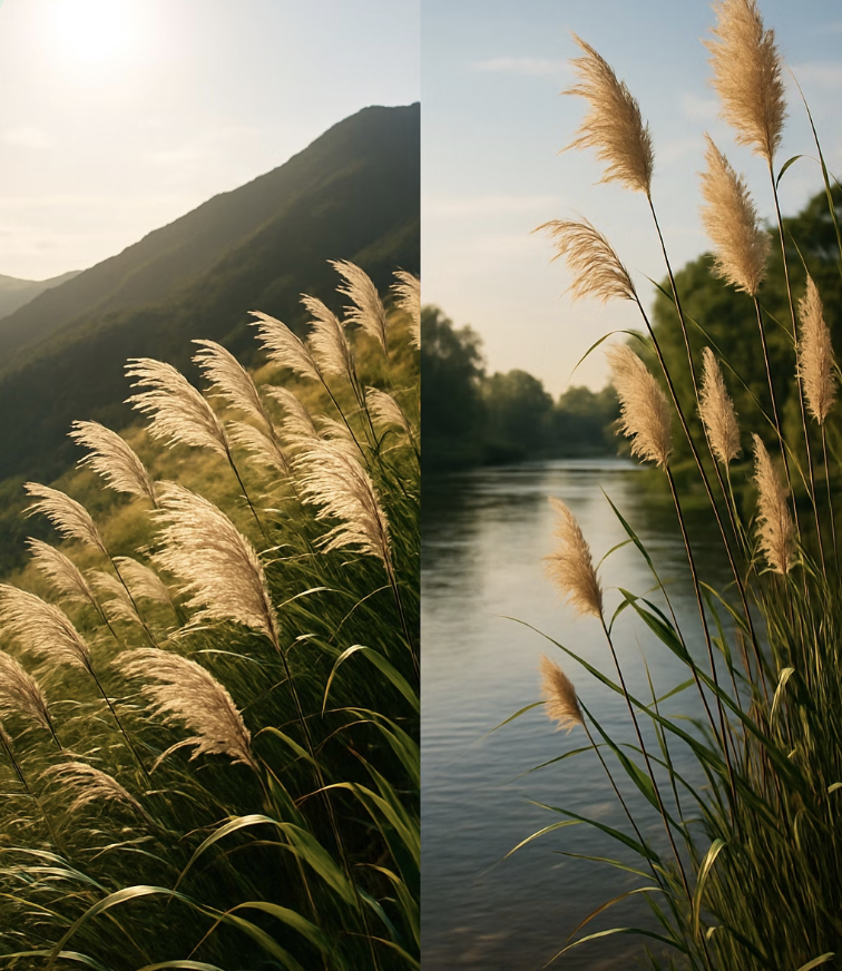 참억새 키우기, 씨앗 파종부터 포기나누기까지 완벽 가이드