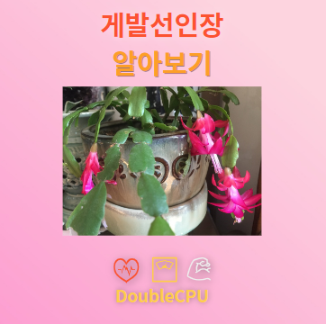 게발선인장 꽃말 및 탐구