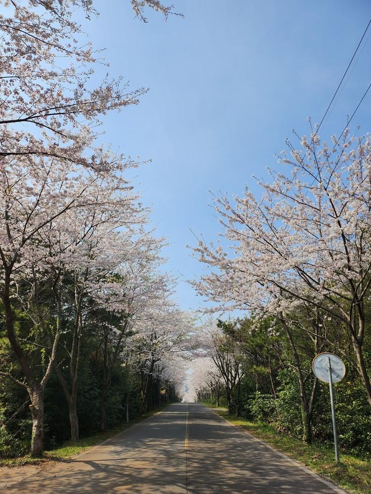 벚꽃터널7
