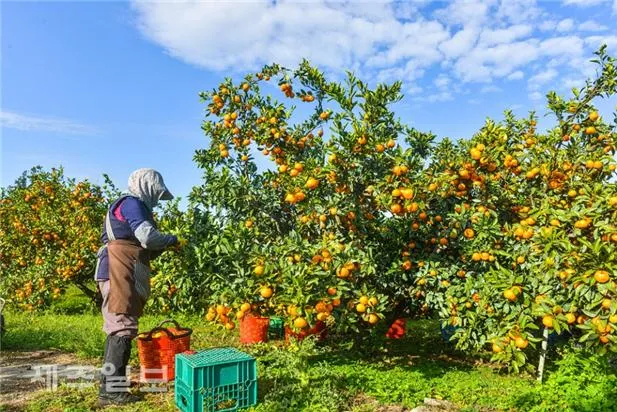 감귤 재배 노지 월동 비가림 하우스 관수 관리_7