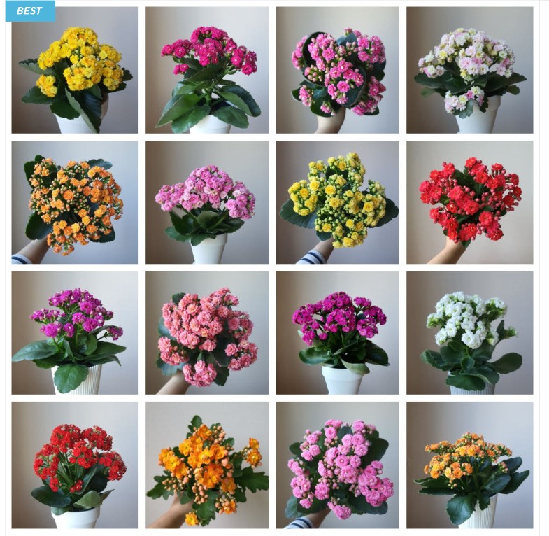 6시내고향 부산 칼란디바 꽃