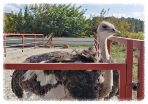 헤이리치 타조농장