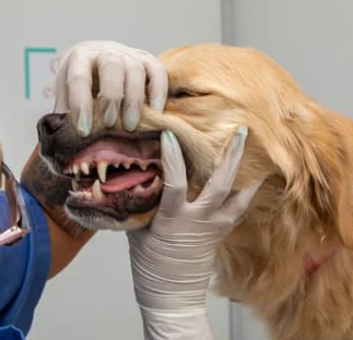 강아지 입냄새&amp;#44; 왜 생기고 어떻게 없앨까? 5가지 관리 팁