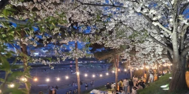  2025 청주 벚꽃 푸드트럭 축제 완벽 가이드: 일정 및 프로그램 교통 정보 