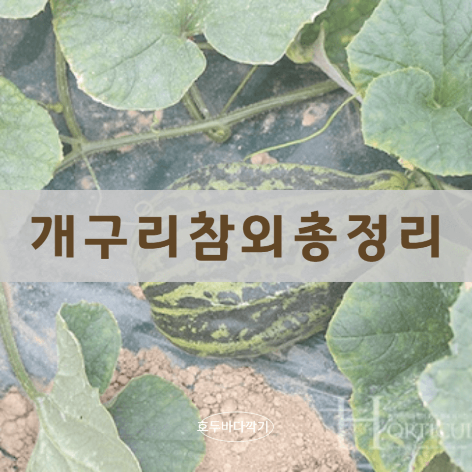 개구리-참외-효능에-대한-사진