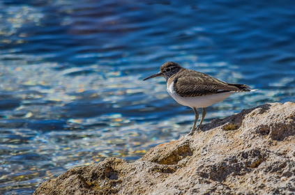 야생동물 보호를 위한 행동