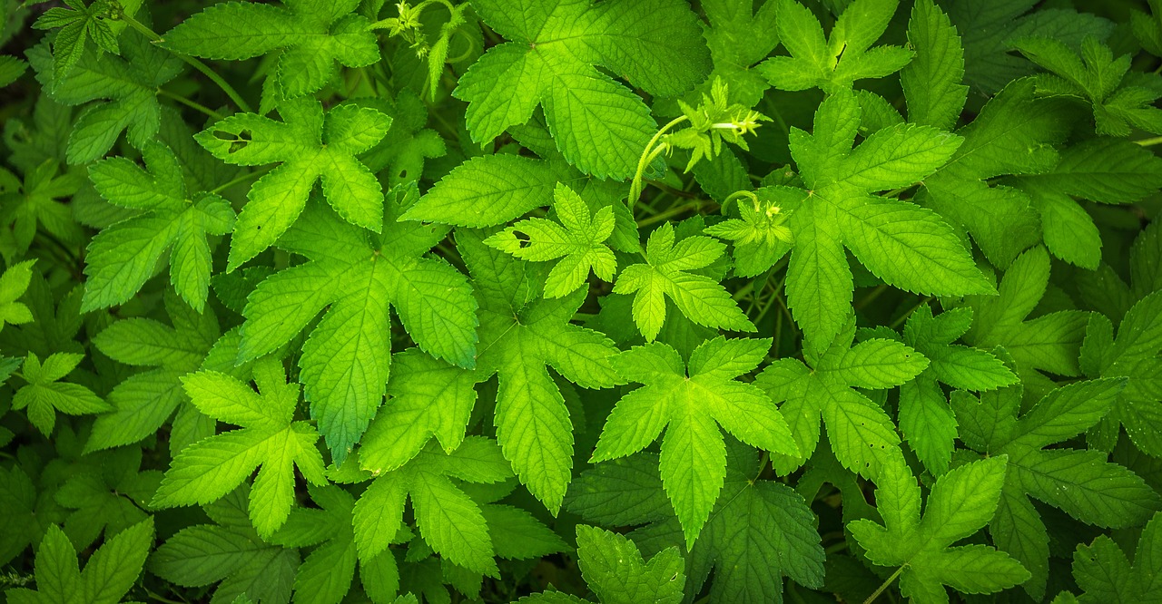 고혈압-치료제인-잡초-환삼덩쿨-사진