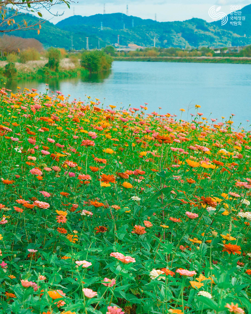 순천만 갈대축제
