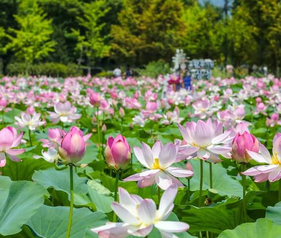 세미원 연꽃전경