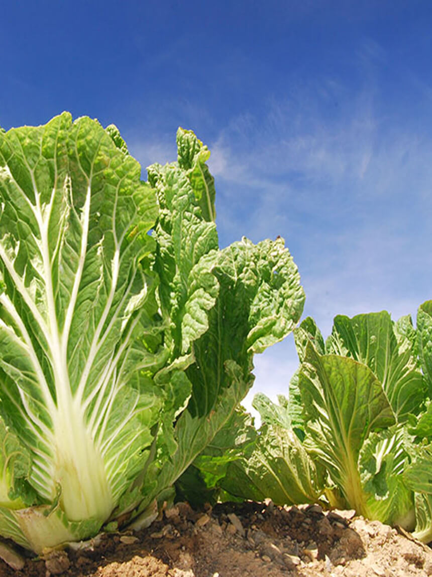 2024 절임배추 예약방법 기간 홈플러스 이마트 롯데마트 해남배추 괴산배추