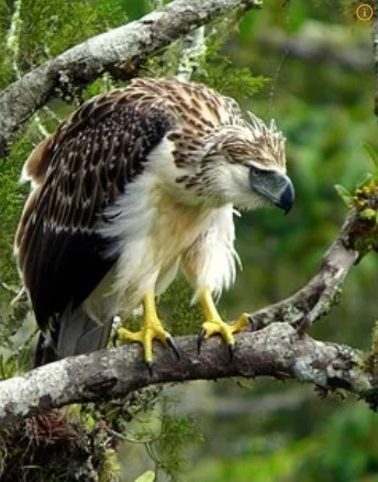 나무위의 필리핀독수리