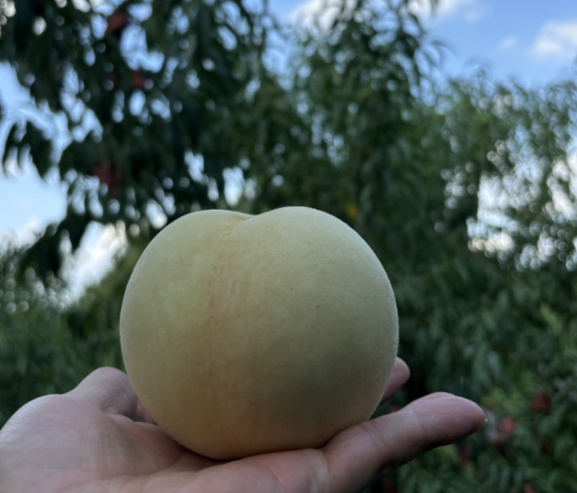 대전 베리 팜 설아복숭아