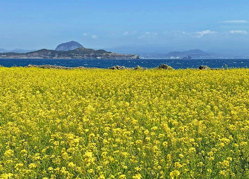 가파도 유채꽃 & 청보리밭1