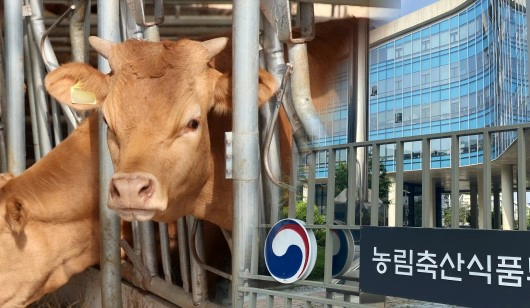 럼피스킨병 증상 원인 관련주